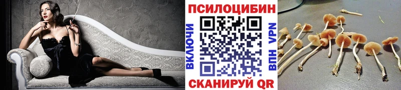 Купить  Отрадное  Псилоцибиновые грибы Psilocybine cubensis 